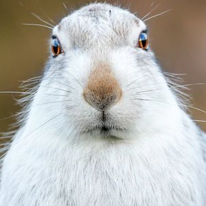 aus_hare Profile Picture