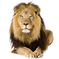 ferociousmedia's profile picture. 