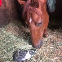 フジタツカサ (@tfaltf) 's Twitter Profile