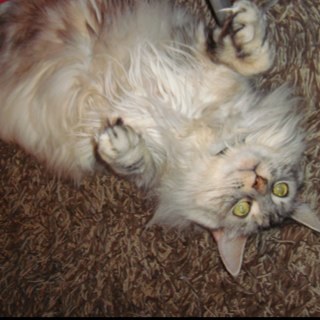 cherub_rocks's profile picture. 