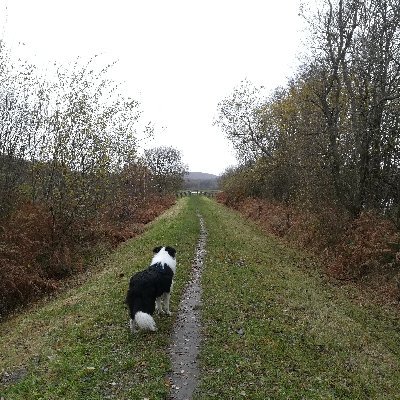 #mummy #ocularmelanoma #bordercollies #plantbased #lifewithcancer #renovationproject #misophonia #lakedistrict #mtbwidow 😂