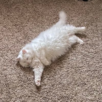 Nurse. Cats and Dogs. Jogging. Yoga. Nutrition.