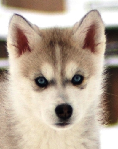 We are a husky ride centre in Gloucestershire, UK. We are a team of 6 dogs and you can read all about our adventures here!!!