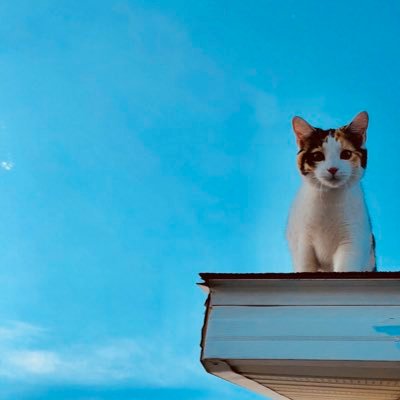 silentstone10k's profile picture. 