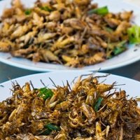 insectdoctors (@insectdoctors) 's Twitter Profile