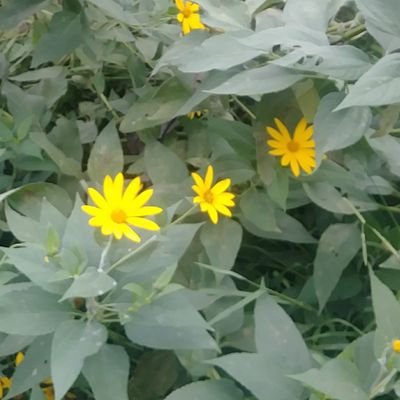 dpowell1516's profile picture. Old enough to lose inhibitions and say what I am really thinking