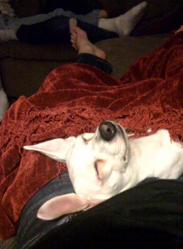 piecesofchicken's profile picture. I like chicken and pieces of chicken