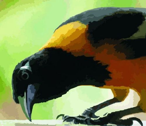 SaschaGroen's profile picture. Eigenaar van Bodystyle beenmode & bodyfashion en in mijn vrije tijd projectleider van JOL Hoefplan, een vrijwilligersproject in de zomervakantie.