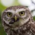 Steenuilen Noord-Drenthe (@steenuilen) Twitter profile photo Steenuilen Noord-Drenthe (@steenuilen) Twitter profile photo