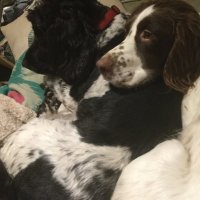 Oscar and norty Sprout...he's Spanish π (@oscarandjessieg) 's Twitter Profile