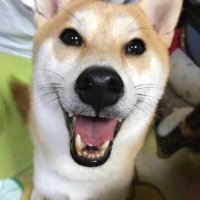 みどりっかー🐈🐈🐕🐈🐕🐈🐈🐕🐈 (@kocharohanasaku) 's Twitter Profile