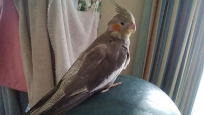 オカMETALインコさんのプロフィール画像