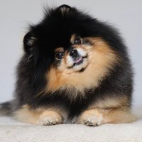 Mocha Pom(@mochapom_) 's Twitter Profile Photo