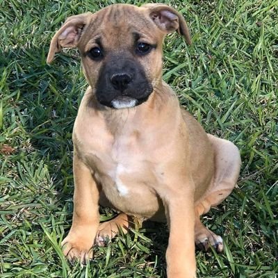 I'm a rescue just trying to raise money for the dogs and cats in my old shelter. Please consider donating: https://t.co/P0ODKPjjZg