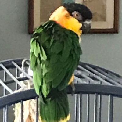 I'm Emperor Felix, a 22 year-old wise and venerable, black headed caique. My loyal subjects follow me or run the risk of a swift peck!