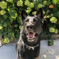 Sabrina Sanchez (@sesanchezmd) 's Twitter Profile