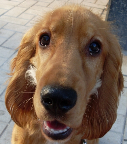 Acerca de mi esta mi mujer Estefanía y mi otro gran amor, mi perro Coco. En lo material esta la informática, Arduino, programación, etc.