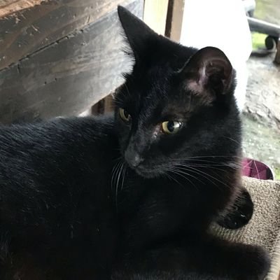 XoPrhcJtKXEHk7X's profile picture. 最近の推し     甘露寺みつり    ぐでたま