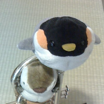 たるねこぽけ 色違いブルンゲル育成しようと思ったけど今の環境に微妙すぎて調整がまとまらない ゚ ゚ グハッ