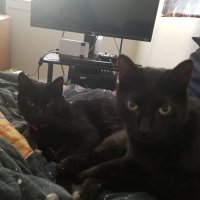 Salem & Mona (RIP Tigger💐🐈)(@tiggieturd) 's Twitter Profile Photo