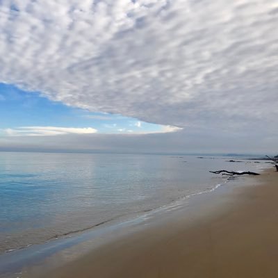 clouds, trees, birds, bees, beach walking, Whippets. Living on the traditional lands of the Boon Wurrung / Bunurong people. Curious, searching.