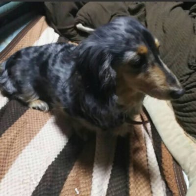 emime0919's profile picture. #人見知り#ぽっちゃり