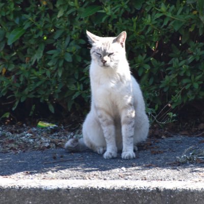 関西福祉大学♢福ねこサークル♢ 🐶🐱🐼動物愛護団体『Cats'チャリティー播磨』さんの活動の様子や里親募集情報を掲載します!▼動物が大好きなサークルです🌼サークル活動に興味ある方はいつでもDMお待ちしてます⭐️Instagramも同じ名前で運営中です!!