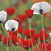 History | Sibford School (@sibfordhistory) 's Twitter Profile Photo