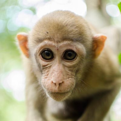 At the Ostner-Schülke Lab we focus on primate behavioral ecology & endocrinology and run a project on Assamese macaques in Thailand  @primbehavecol.bsky.social