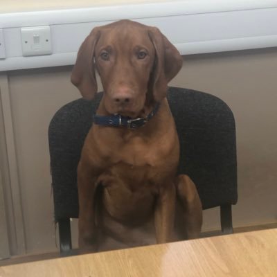 sionkw's profile picture. Husband, father, grandfather,dog owner 🏴󠁧󠁢󠁷󠁬󠁳󠁿