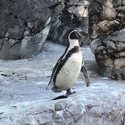 wiselucky2019's profile picture. ソフトウェアエンジニア、とある開発組織の部長