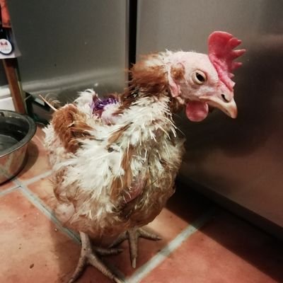 We're a small flock of ex commercial caged hens who are now retired and spoilt rotten by our human mum and dad. Account set up in memory of Mabel and Henrietta