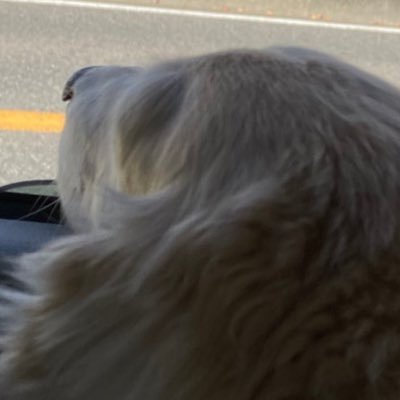 shocora_rarara's profile picture. 