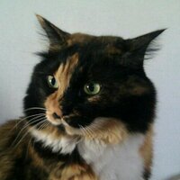 MURAOKA Taro (@kaoriya) 's Twitter Profile Photo