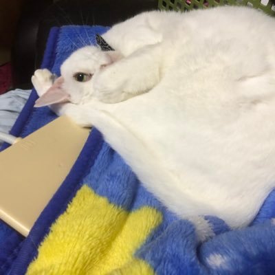 TIPosaune's profile picture. ドイツに行ったけど打ちのめされて帰ってきたトロンボーン・バストランペット・オカリナ吹き/カリンバ弾き。酒を飲むだけで金がもらえる仕事をしたい。美少年は正義たぬよ/🐈‍⬛🎴