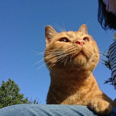 「NPO法人 猫たちを守る十勝Wishの会」は、令和2年11月1日より《一般社団法人 猫たちを守る十勝Wishの会》として組織変更致しました。Twitterの更新は終了とさせていただきます。長らくのお付き合い、ありがとうございました。
https://t.co/XW9Phr2iRs