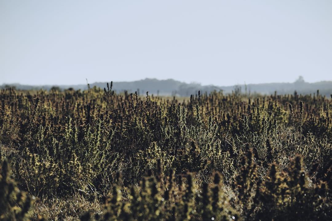 World-class pharmaceutical company focused on therapeutic plant extracts. 🌱