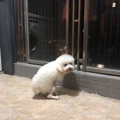 raku07057316's profile picture. Apple developer