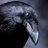 Raven
