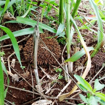 ithshan's profile picture. Hyking