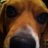 beagledeb's profile image