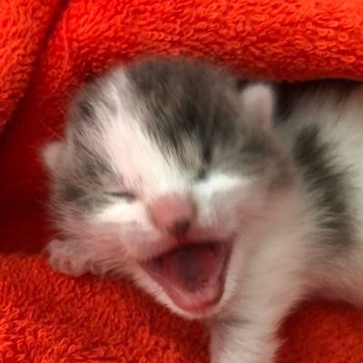 melc_clemm's profile picture. 📘🐈‍⬛🩺