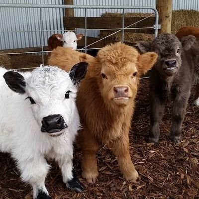 Cows_Everywhere's profile picture. spreading happiness with cows all over twitter
because cows deserve to be happy