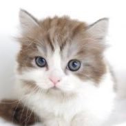 🐱愛知県春日井市のマンチカン専門キャテリー。
可愛いマンチカンの子猫を随時見学受付中！
お問い合わせは、DMでお願いします。

猫一覧はこちらからどうぞ👇👇