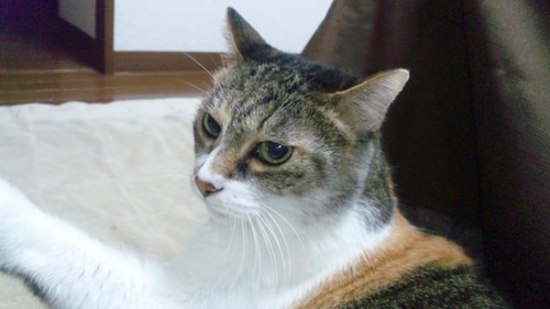 こはら ゆうこ Kohara Utakata Twitter