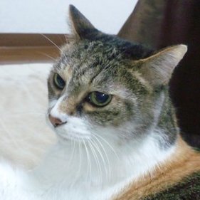 こはら ゆうこ Kohara Utakata Twitter