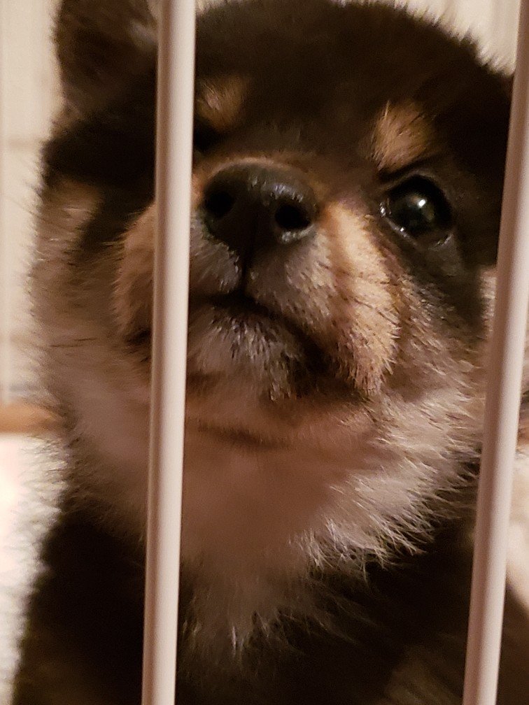 anko_0905's profile picture. 2019/9/5生誕・北海道出身の黒柴あんこ(♀)６歳、2020/10/18生誕・兵庫県出身の赤柴きなこ(♀)5歳の成長を記録していきます。フォローご自由に！ 無言フォロー失礼します🙇宜しくお願い致します