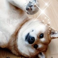 Sookie❄️(@Shiba_Sookie) 's Twitter Profile Photo