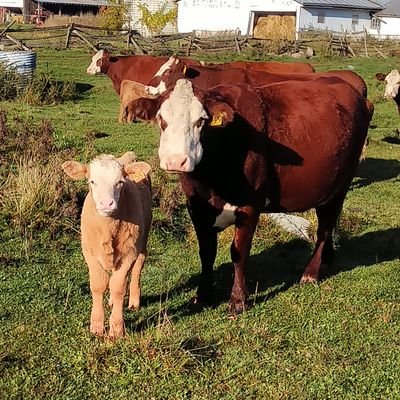 We raise Beef cattle and cash crops in Lanark County. Husband and proud father.