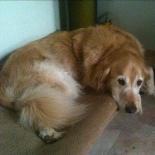 Matt_Heggie's profile picture. Proud husband & dad of three young boys Tom, Ollie & Jax. Mad Geelong supporter.